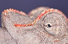 Chameleon in der Namib