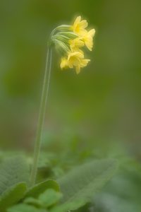 Schlüsselblume