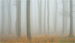 Aprilnebelwald
