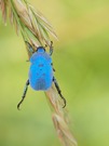 BLUE IS BEAUTIFUL...(Hoplia coerulea)