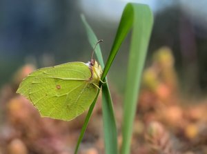 Gonepteryx rhamni