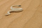 Sidewinder Snake