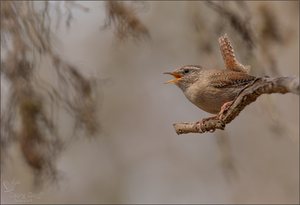 ~ der sänger ~