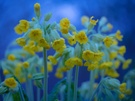 Schlüsselblumen zur blauen Stunde