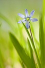 Scilla bifolia