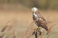 Mäusebussard Wildlife