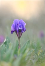 *Iris versicolor*