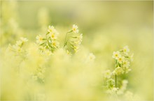 auf der Schlüsselblumenwiese...