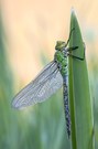 Große Königslibelle Anax imperator