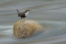 Wasseramsel in der Strömung