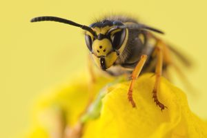 Alarm im Forsythien-Strauch