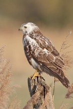 Mäusebussard Wildlife