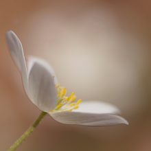 Buschwindröschen vorn und hinten