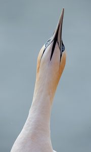 Die Basstölpel von Helgoland...