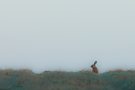 Alter Hase