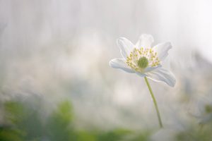 Buschwindröschen