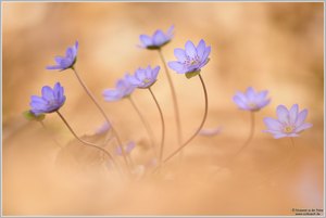 Leberblümchen (Anemone hepatica)