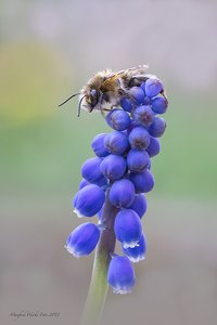 Kleine Biene