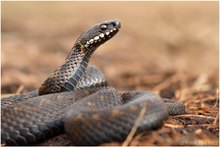 männliche Kreuzotter (vipera berus)