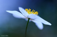 Anemone nemorosa