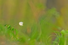 Buschwindröschen im Wunderland