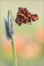 Landkärtchen der Frühjahrsgeneration (Araschnia levana)
