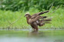 Badende Rohrweihe (Circus aeruginosus)