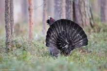 Auerhuhn (Tetrao urogallus)