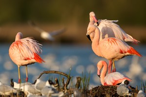 Meine ersten "wildlife" Flamingos.....