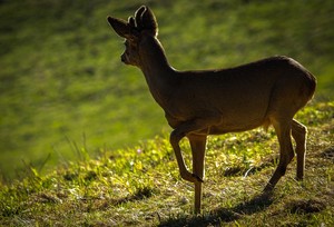 Ein Lipizzaner schaut in den Frühling