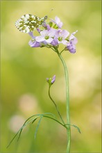 Aurorafalter (Anthocharis cardamines)