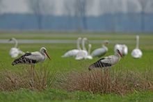 Nur noch Höckerschwäne auf den Lewitzkoppeln....