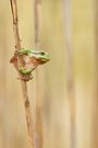 Laubfrosch / Hyla arborea