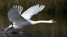 Startender Höckerschwan