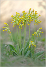 *Primula veris*