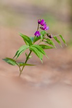 Frühlings-Platterbse (Lathyrus vernus)