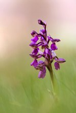 Orchis morio