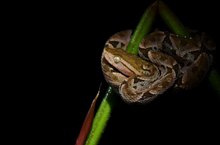 Bothrops asper