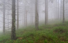 Wald im Morgennebel