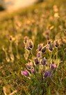 Wiese voller Schellen
