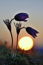 Kuhschellen im Sonnenuntergang