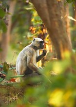 Bengalischer Hanuman-Langur