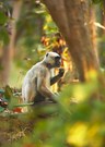 Bengalischer Hanuman-Langur