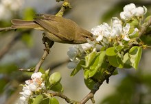 Nektarvogel?