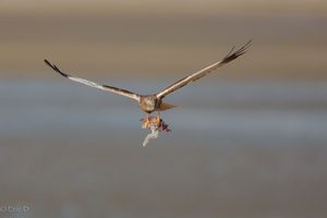 Ich bring Dir einen....