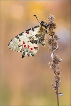 Östlicher Osterluzeifalter (Allancastria cerisy)