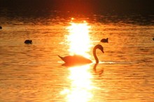 Schwan im Abendlicht