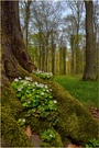 Frühling im Wald!