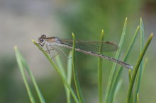 Siberian Winter Damsel