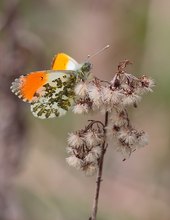 Frühling auf Herbstrelikt